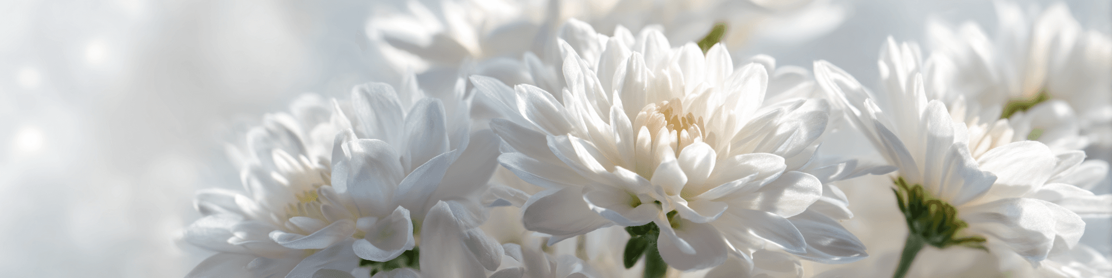 header-nav-bg